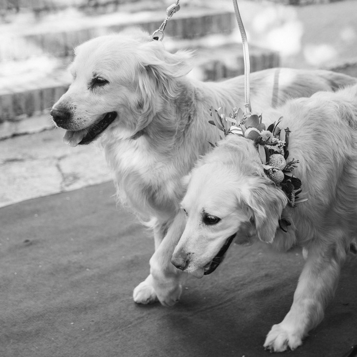 fotografía de mascotas en la boda, Granada - KATO ESTUDIO